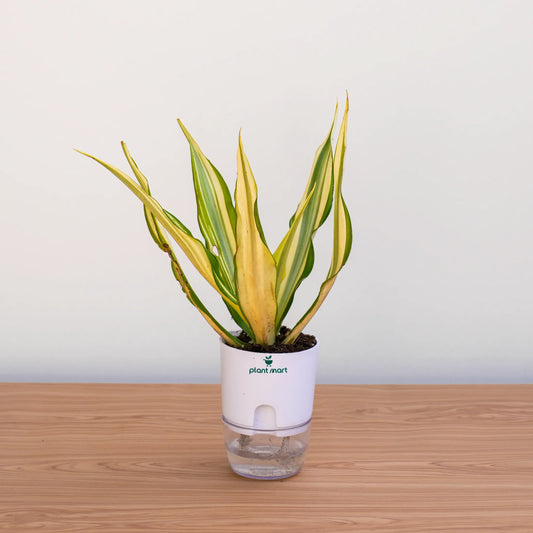 Potted plant with a white container on a wooden surface