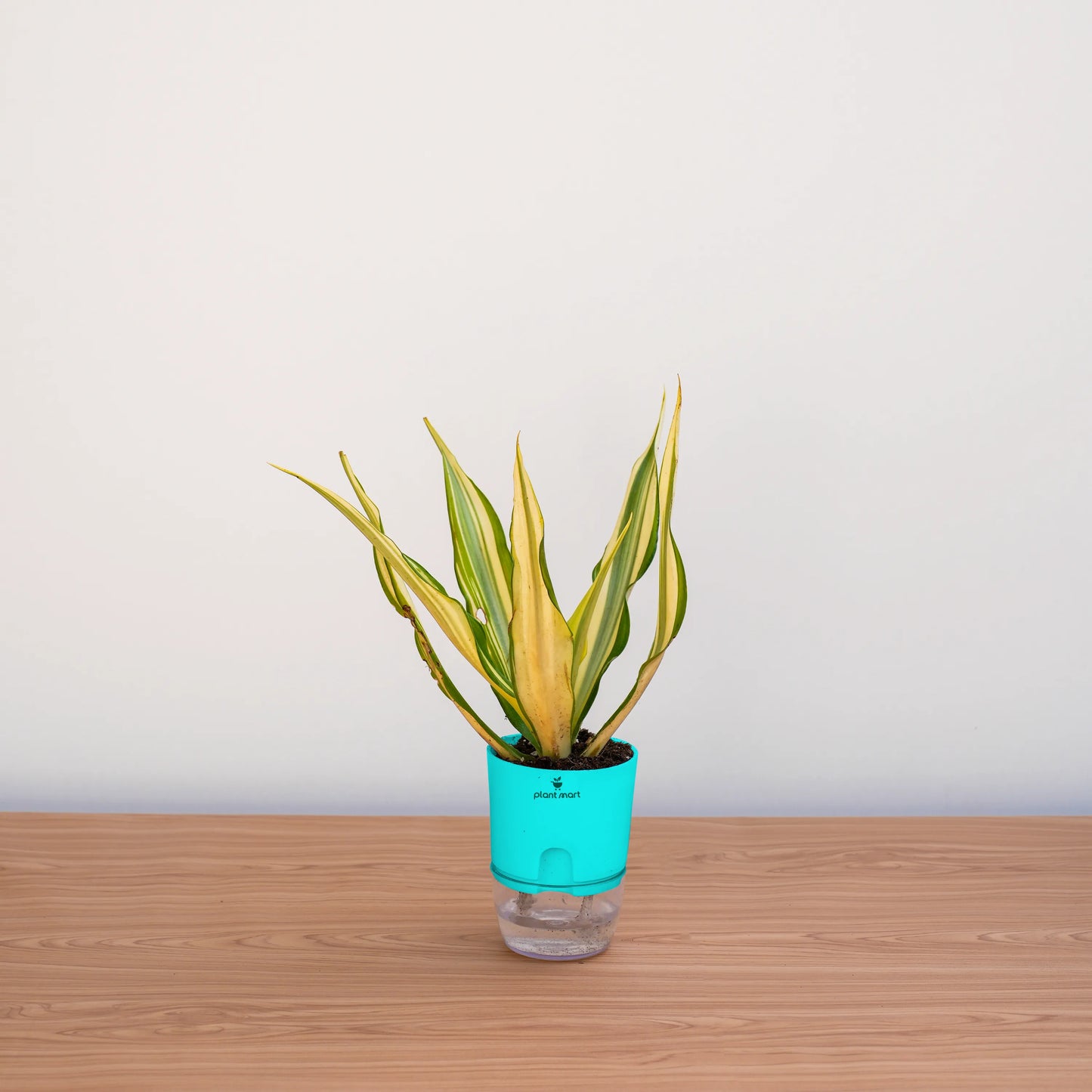 Potted plant with a turquoise pot on a wooden surface against a white background