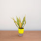Potted plant with a yellow cover on a wooden surface against a white background