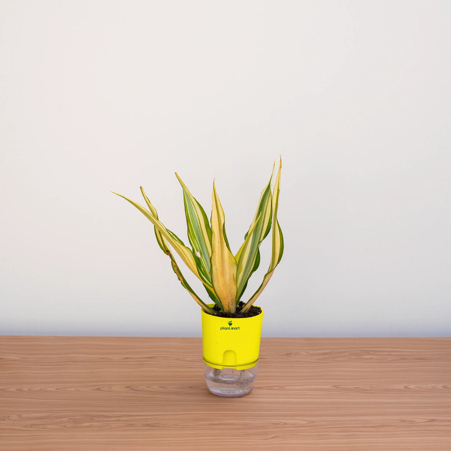 Potted plant with a yellow cover on a wooden surface against a white background