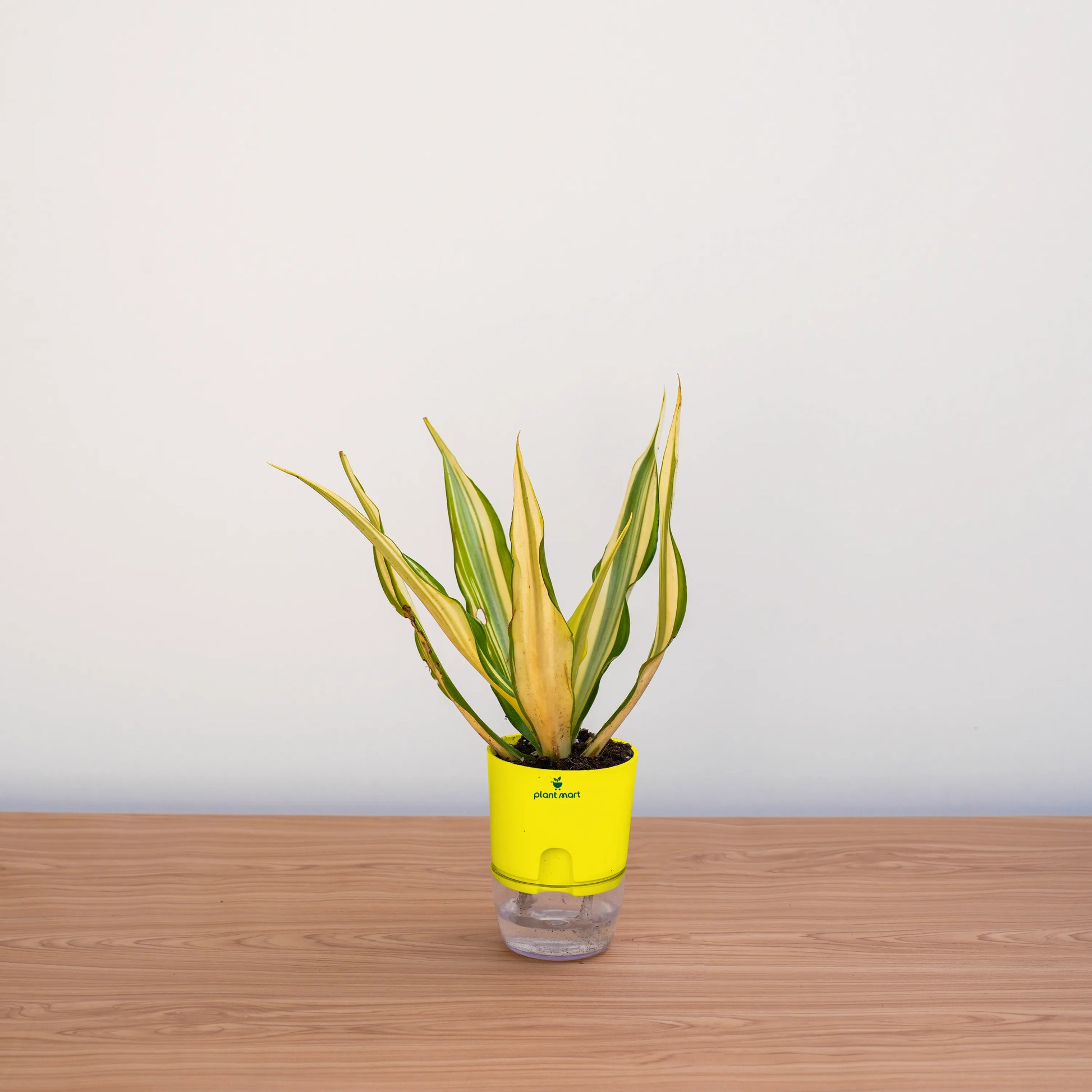 Potted plant with a yellow cover on a wooden surface against a white background