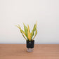 Potted plant with striped leaves on a wooden surface against a white wall