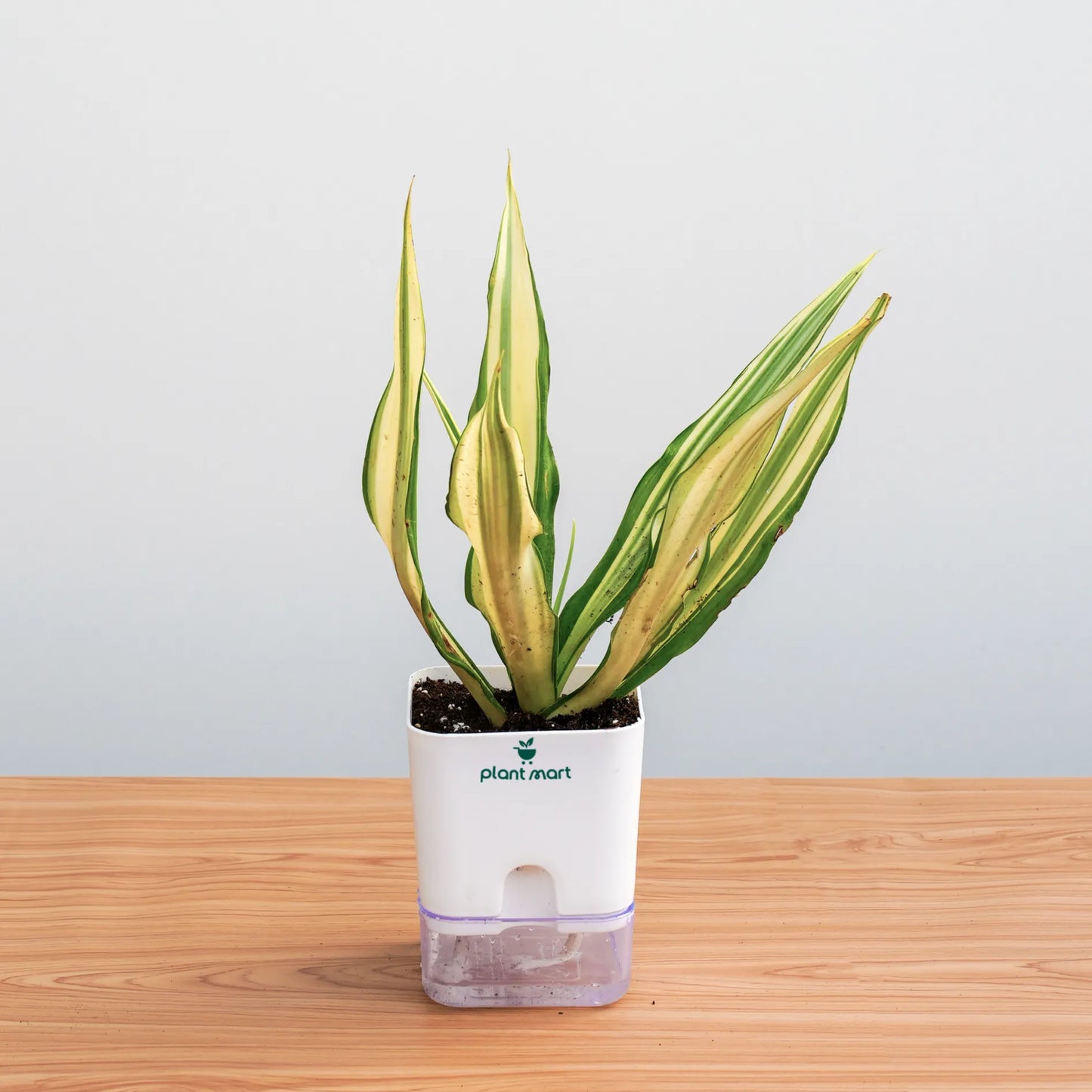 furcarea-square-self-watering-pot-plantmartpk