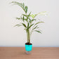 Areca Palm Large - Plant