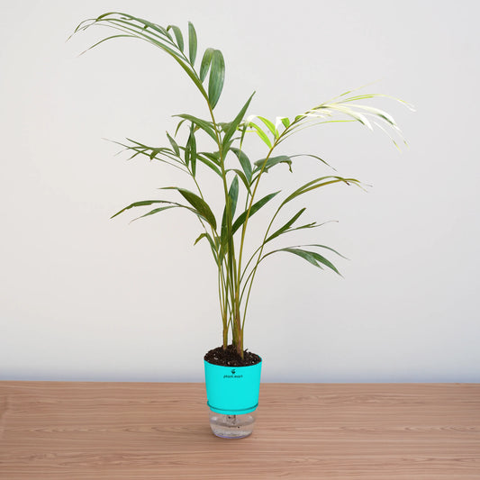 Areca Palm Large - Plant