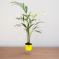 Areca Palm Large - Plant