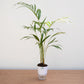 Potted plant on a wooden surface with a white background