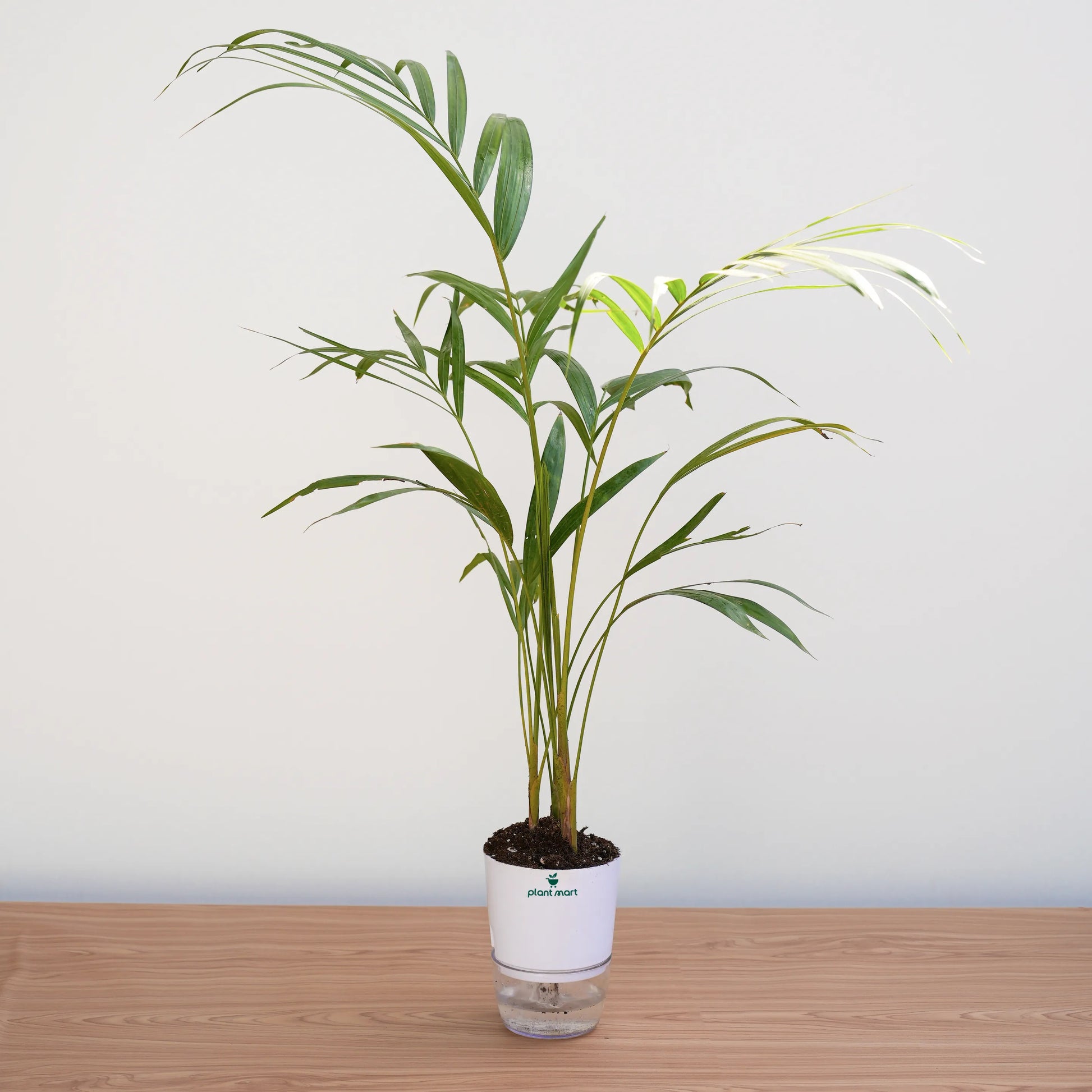 Potted plant on a wooden surface with a white background
