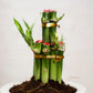 Bamboo plant with red nodes and gold bands in a pot on a white background