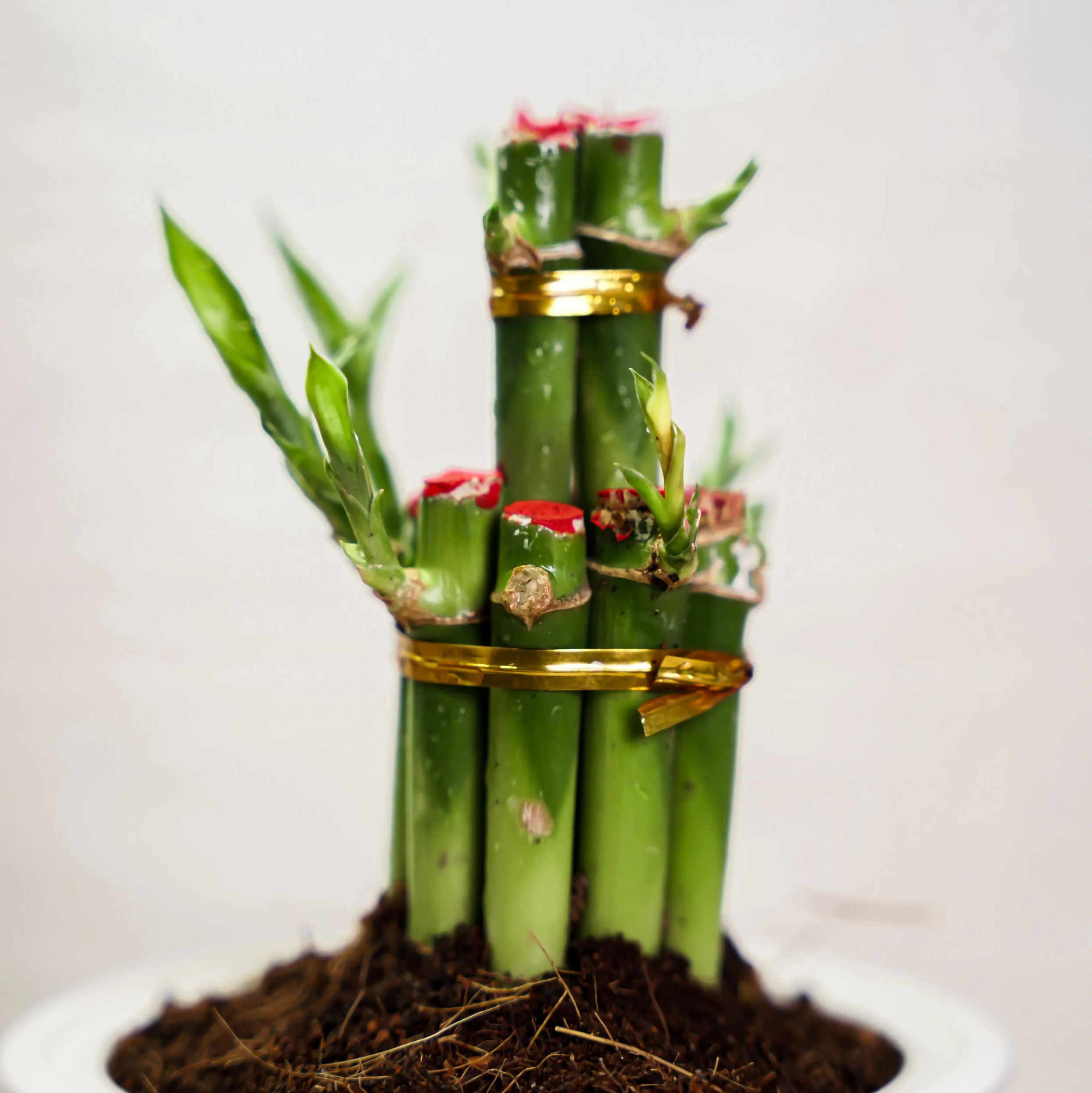 watering lucky bamboo 2 layer lucky bamboo Green Water Pot – PlantMart.pk