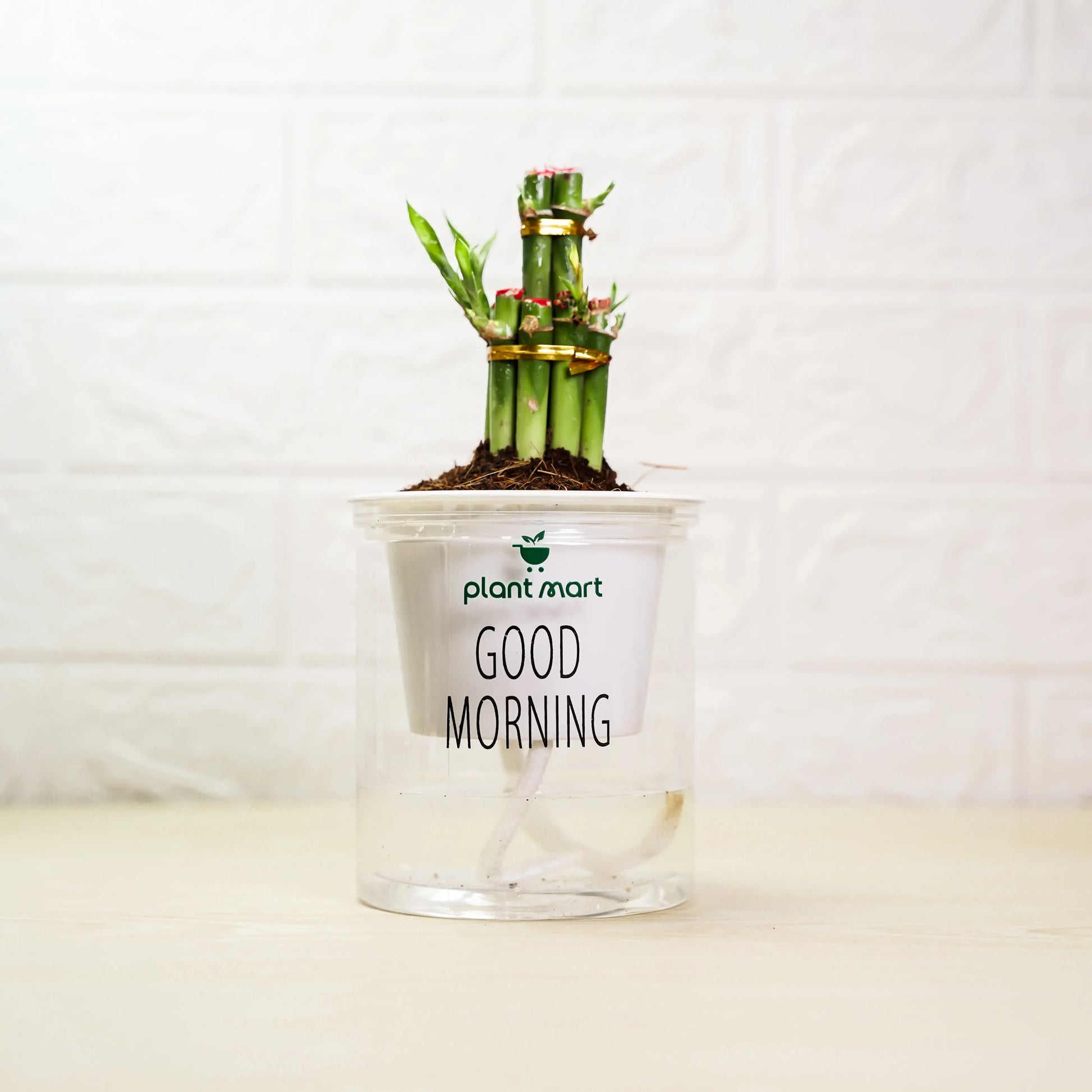 Potted plant with 'Good Morning' text on a white background