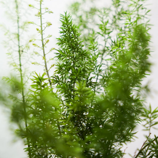 Close-up of green foliage with a blurred background