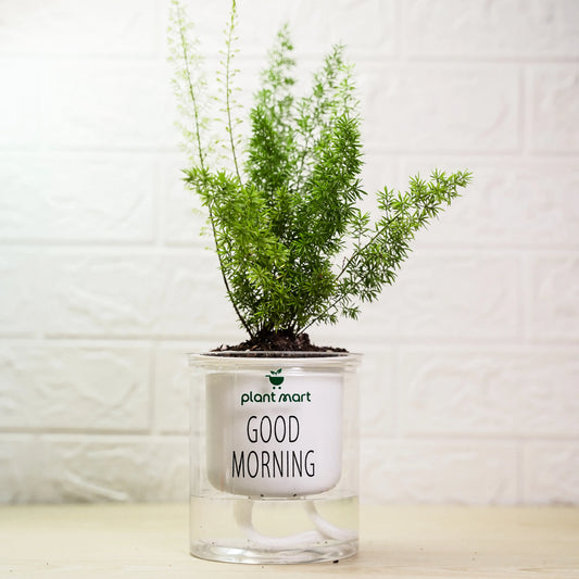 Potted plant in a clear container with 'plant.mart' branding on a light background