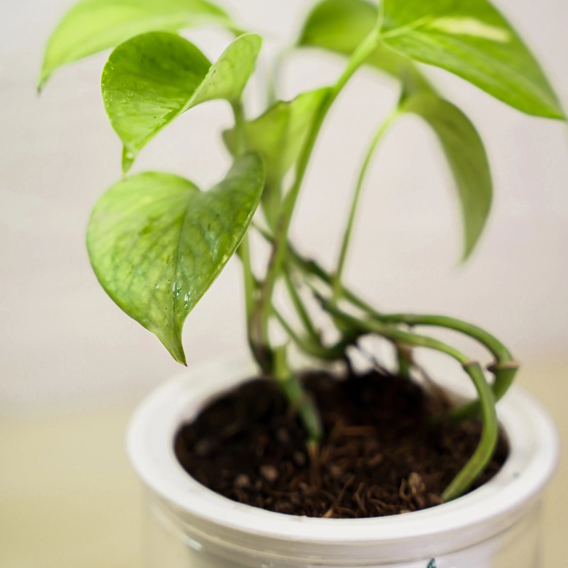 Potted green plant with a white pot on a neutral background