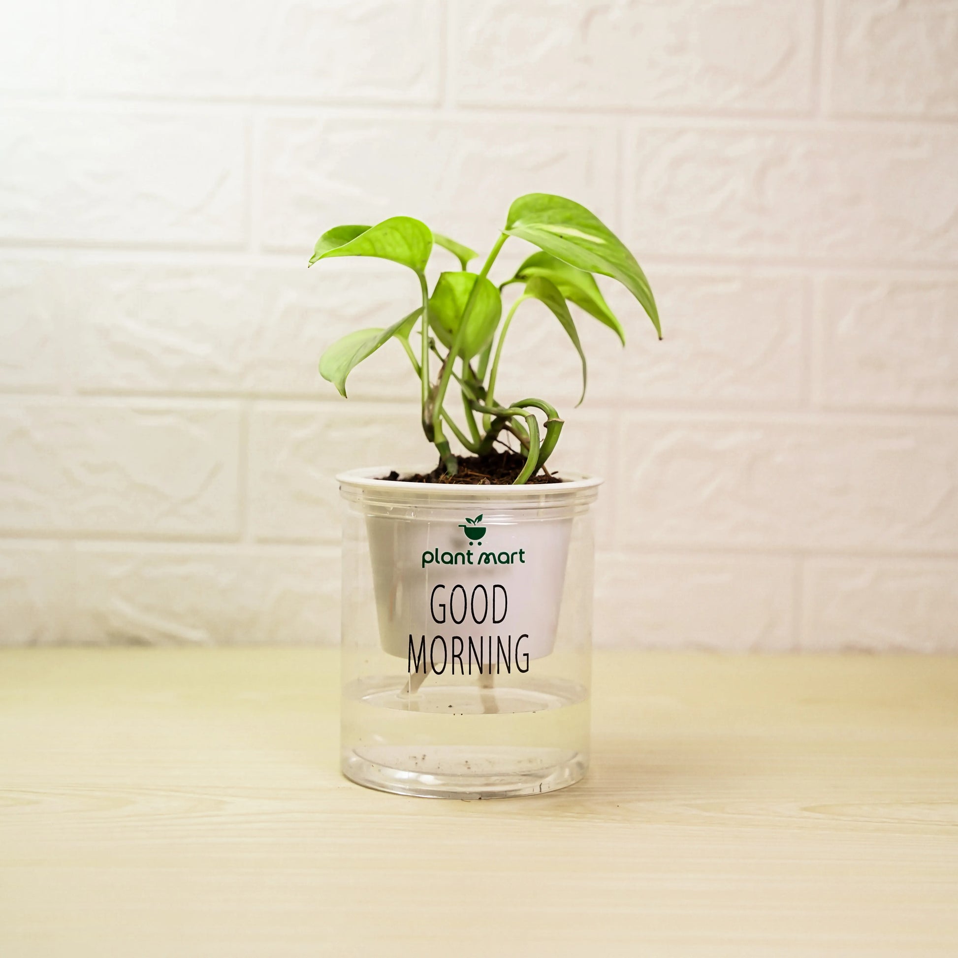 Potted plant in a clear container with 'Good Morning' text on a light background