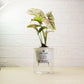 Potted plant in a clear container with 'Good Morning' text against a white textured wall.