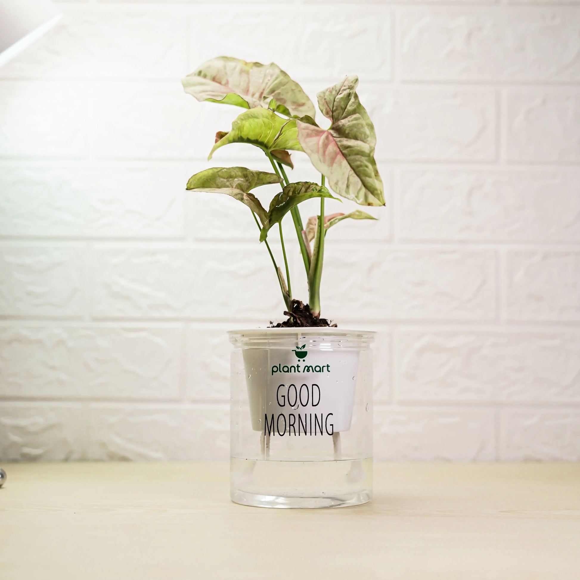 Potted plant in a clear container with 'Good Morning' text against a white textured wall.