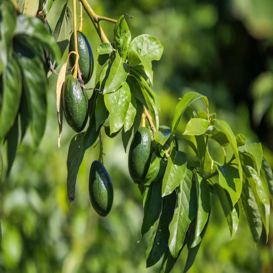 Avocado Plant – Fresh, Healthy Fruit Plant for Home & Garden