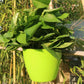 Lazy Hanging Pot - Self-Watering Wall Planter