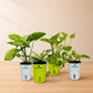 Low-Maintenance Bundle - PlantMart.pk