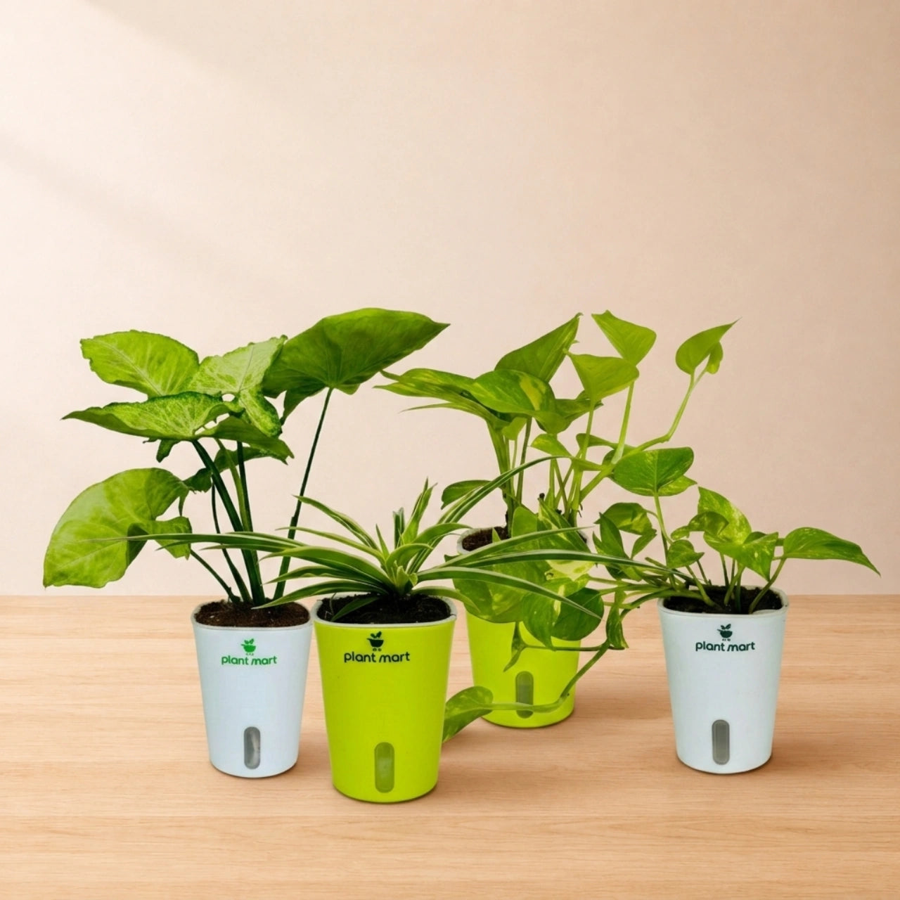 Low-Maintenance Bundle