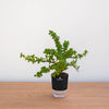 Green plant in a black pot with a clear base on a wooden surface against a white wall