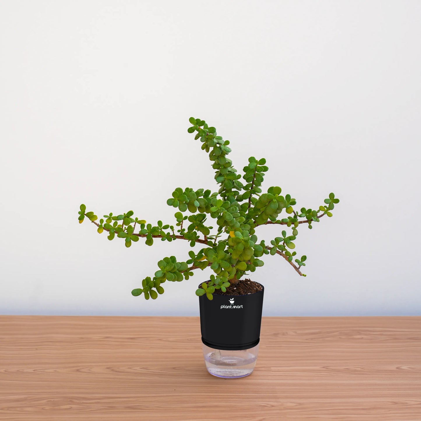 Green plant in a black pot with a clear base on a wooden surface against a white wall
