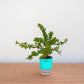 Potted plant with a blue pot on a wooden surface against a white wall