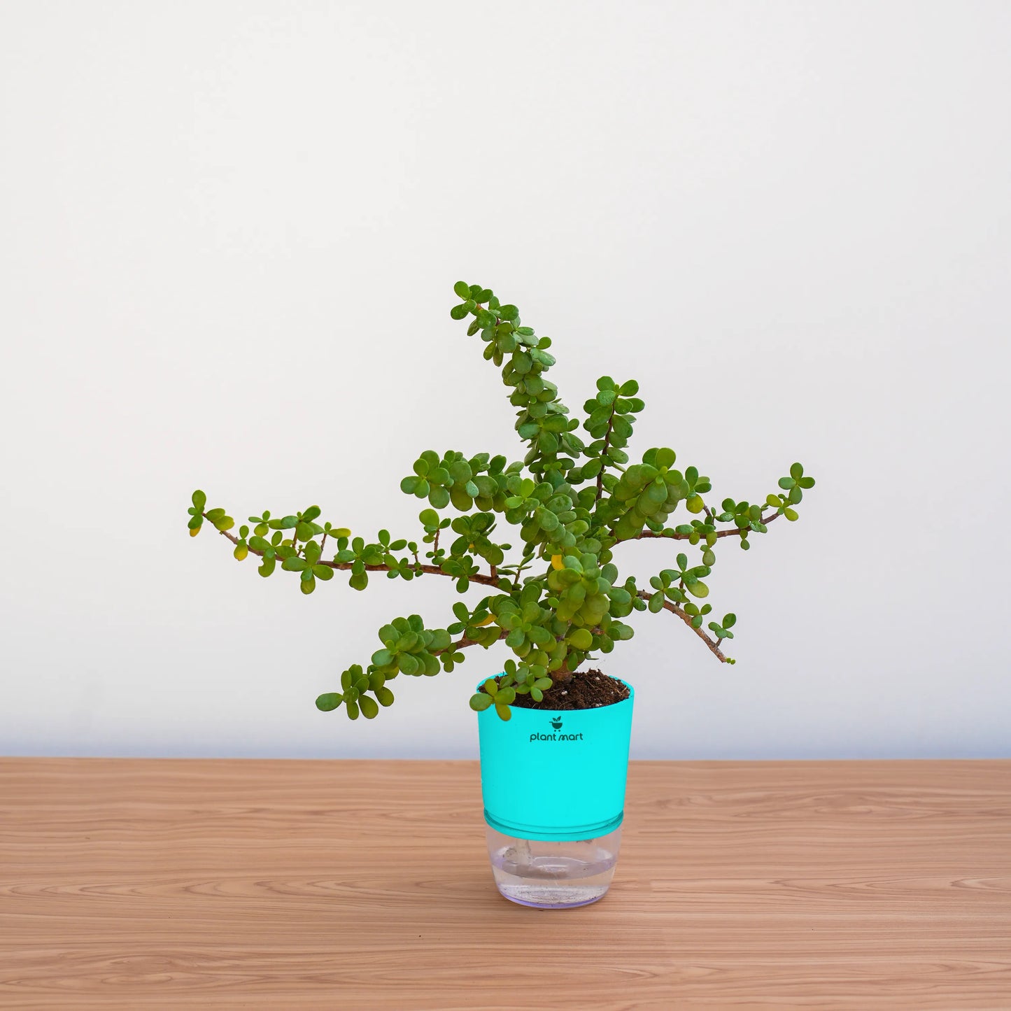 Potted plant with a blue pot on a wooden surface against a white wall
