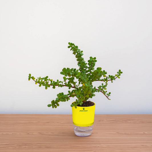 Small potted plant with a yellow pot on a wooden surface against a white wall