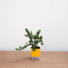 Green potted plant in a yellow pot on a wooden surface with a white background