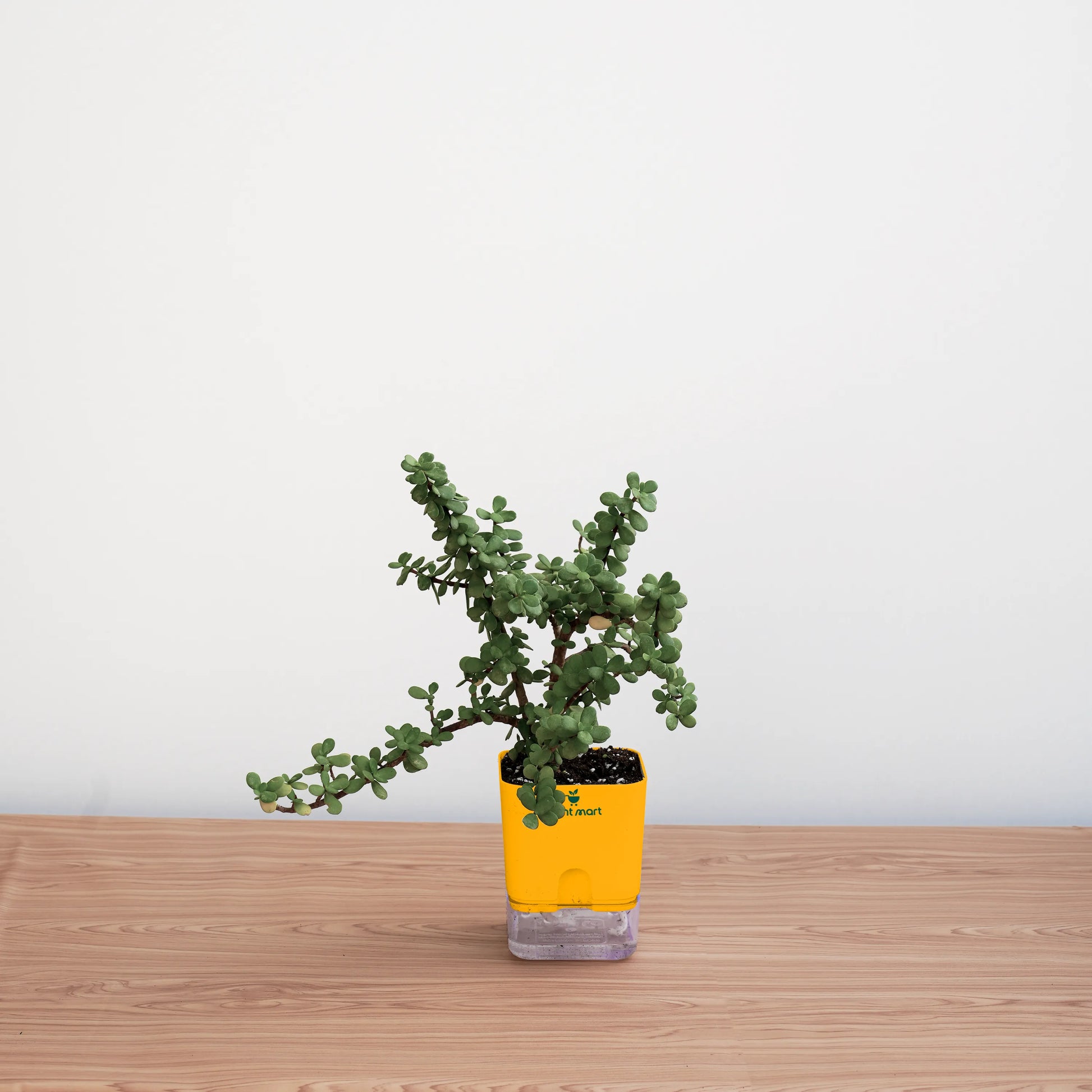 Green potted plant in a yellow pot on a wooden surface with a white background