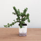 jade plant square selft watering  pot on table