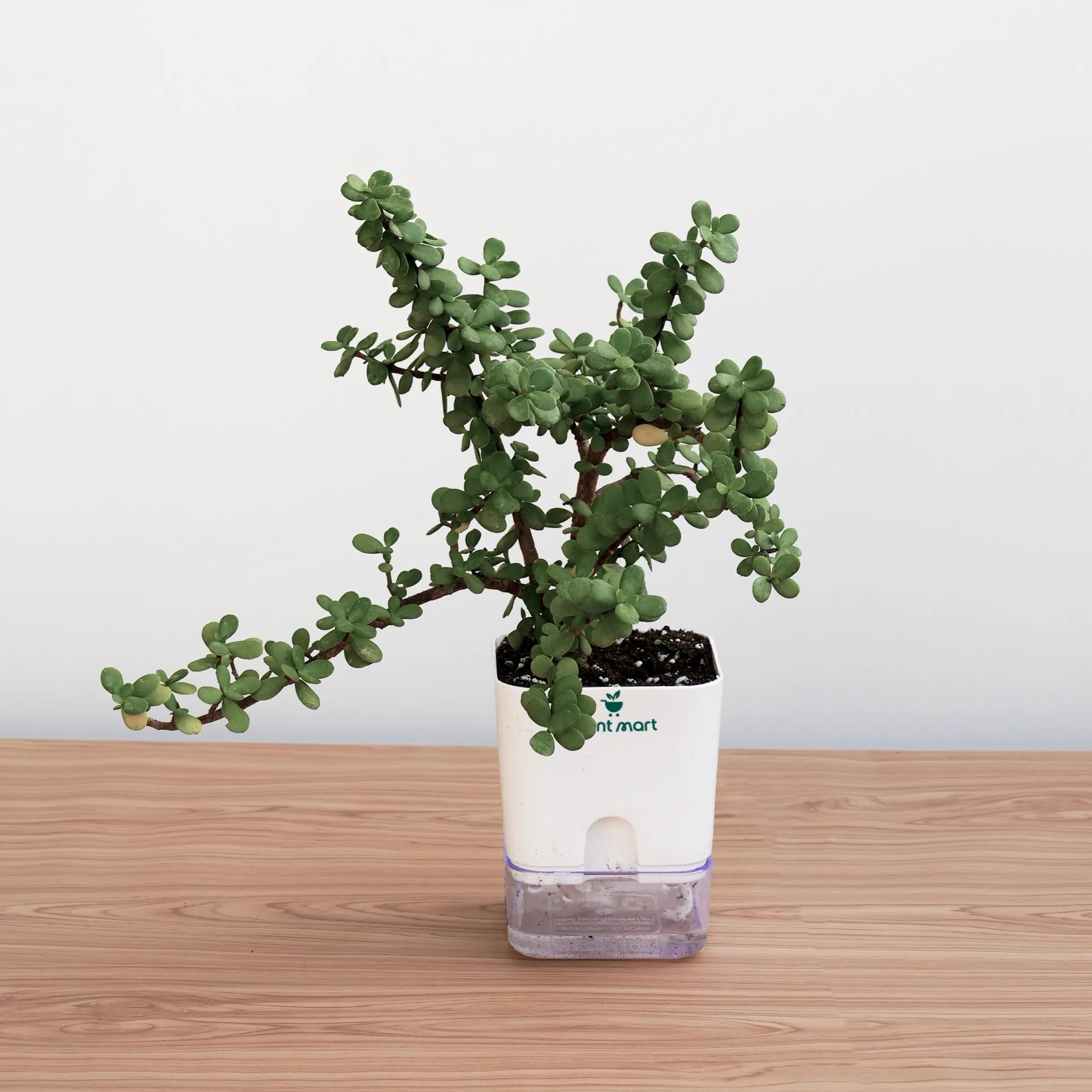 jade plant square selft watering  pot on table