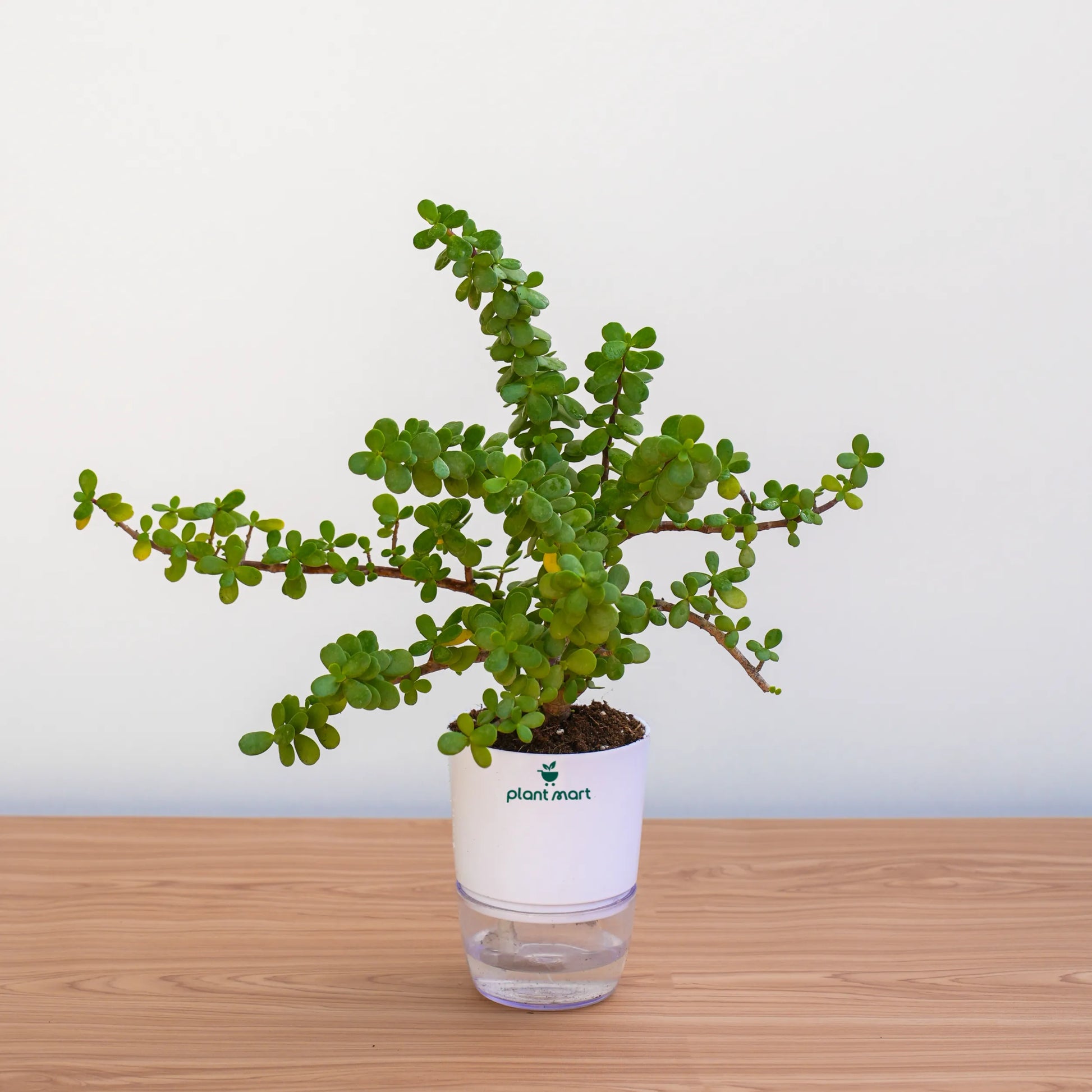 Potted plant in a clear container with a white base on a wooden surface