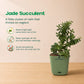 Premium Self-Watering Plant Combo (Bundle of 5) - PlantMart.pk