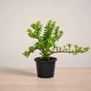 Potted plant with green leaves on a neutral background