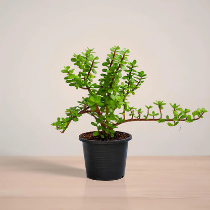 Potted plant with green leaves on a neutral background