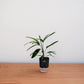 Potted plant on a wooden surface with a white background