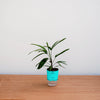 Potted plant with a turquoise base on a wooden surface against a white wall