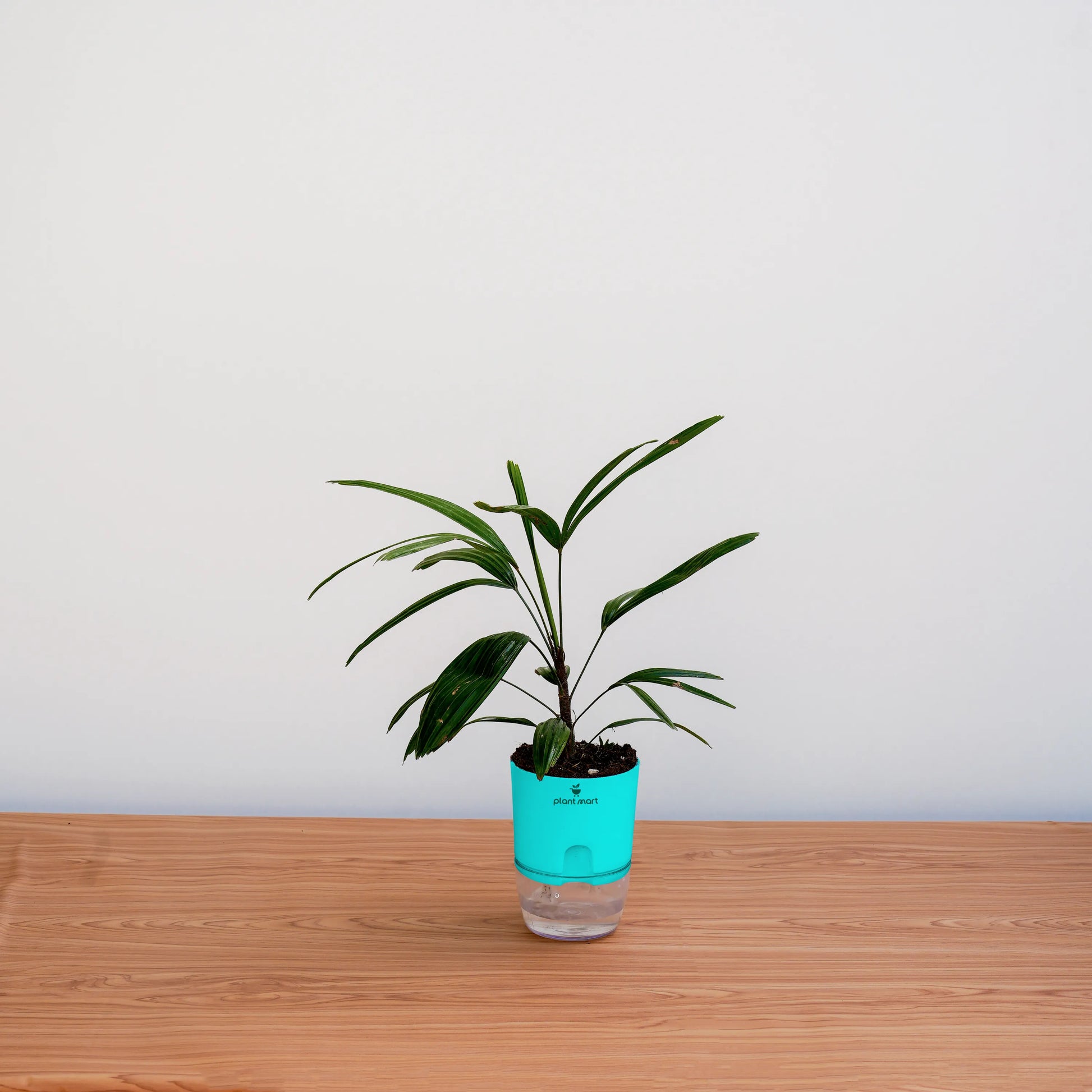 Potted plant with a turquoise base on a wooden surface against a white wall