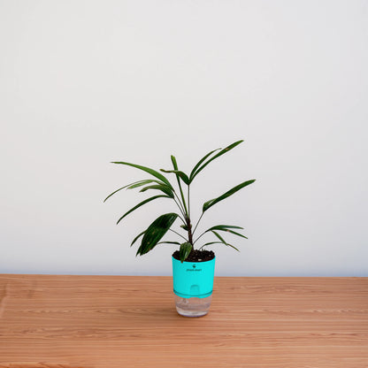Potted plant with a turquoise base on a wooden surface against a white wall