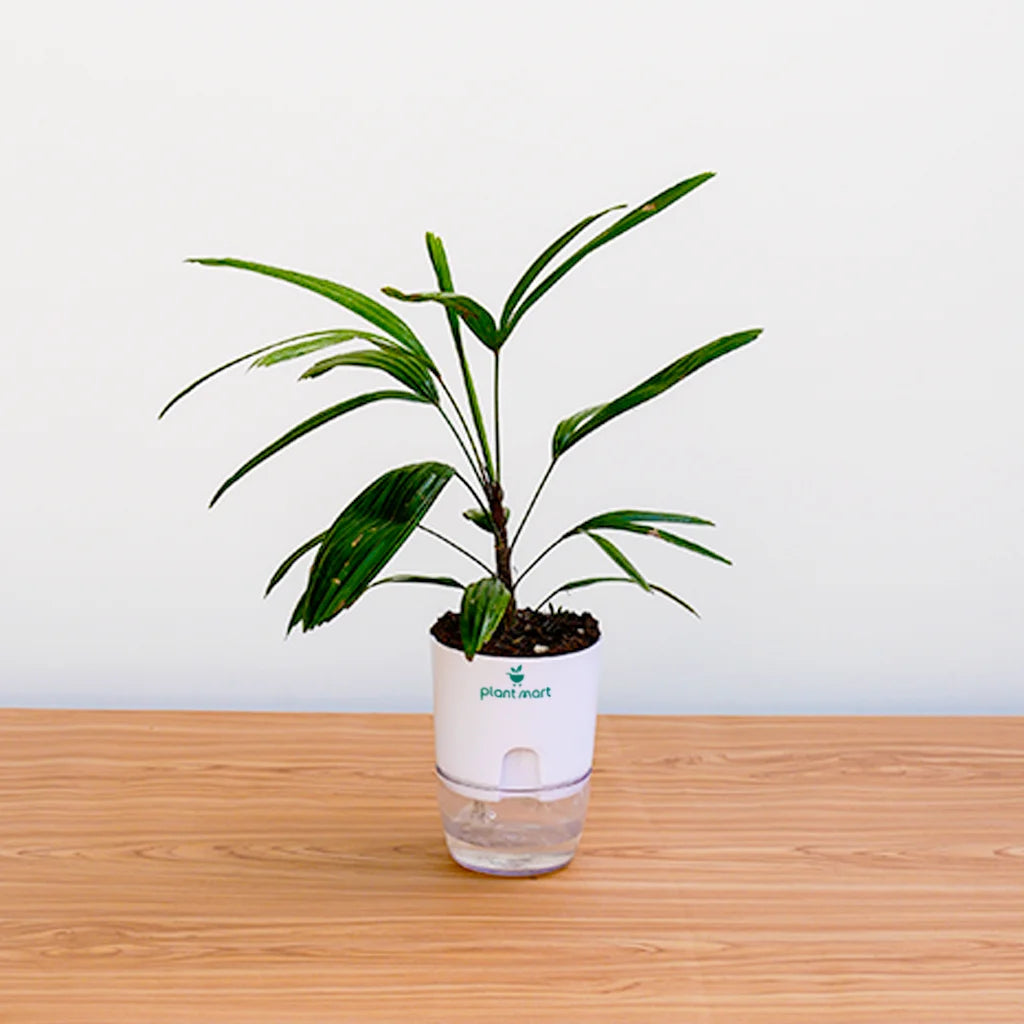 Potted plant with a water bottle attached on a wooden surface