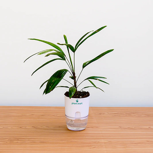 Potted plant with a water bottle attached on a wooden surface