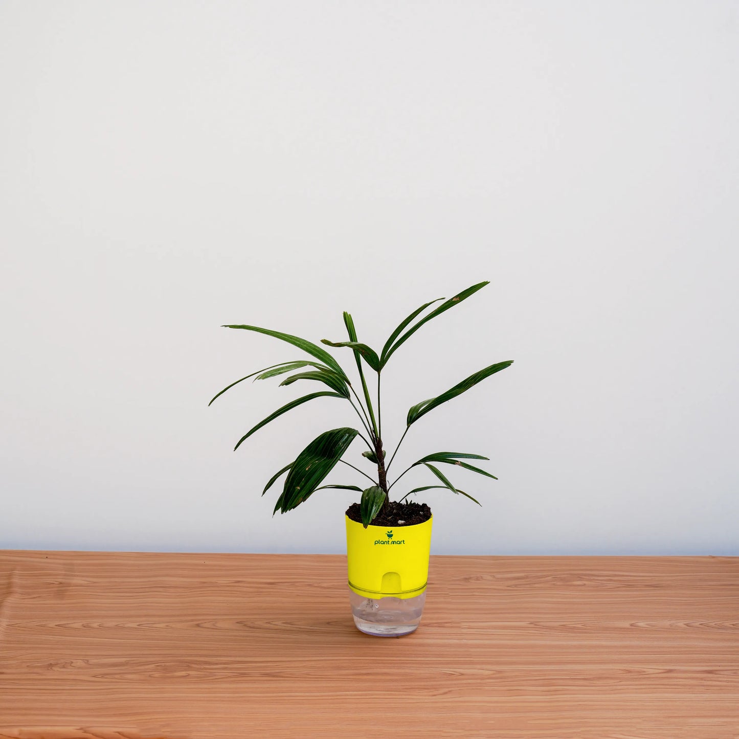 Potted plant with a yellow pot on a wooden surface against a white wall