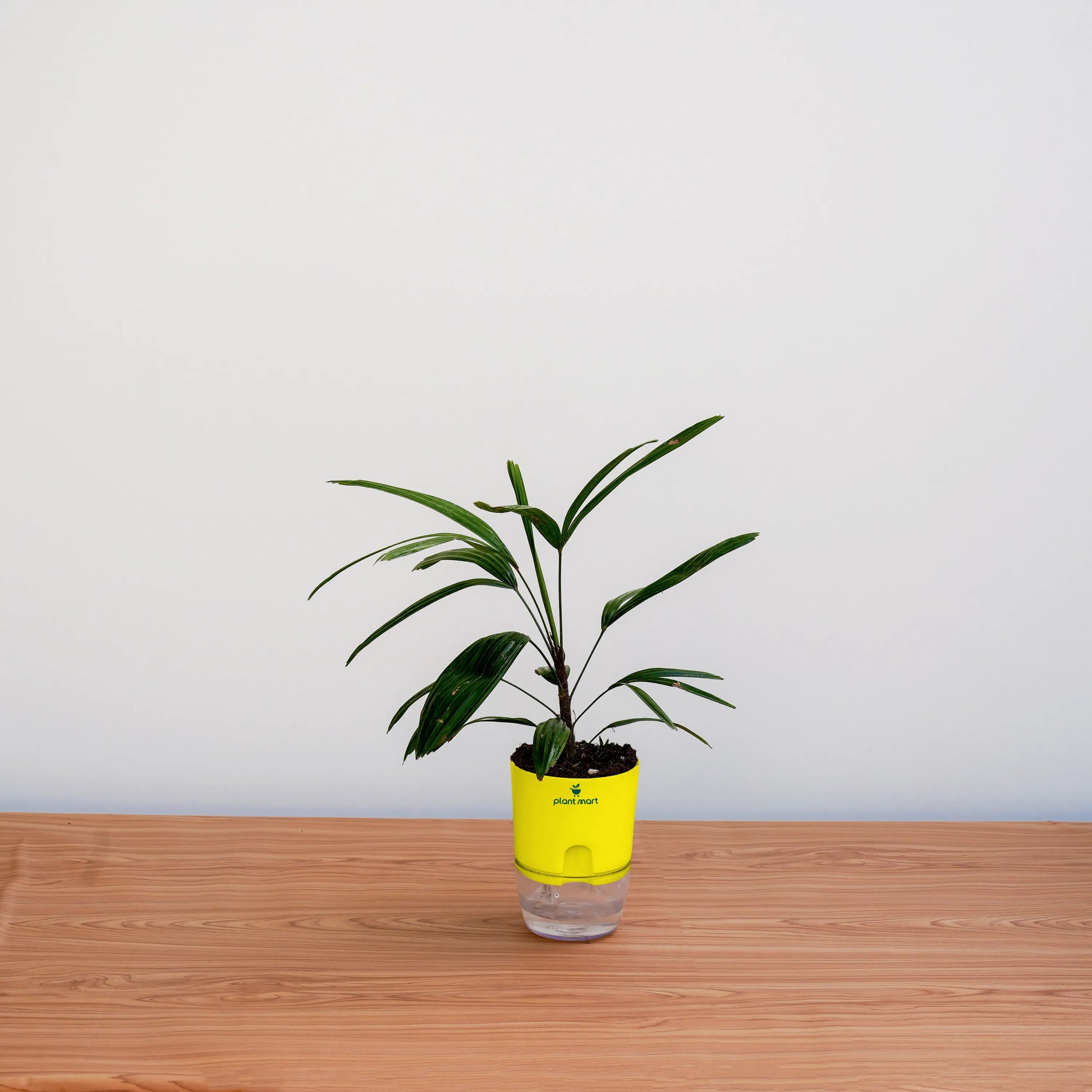 Potted plant with a yellow pot on a wooden surface against a white wall