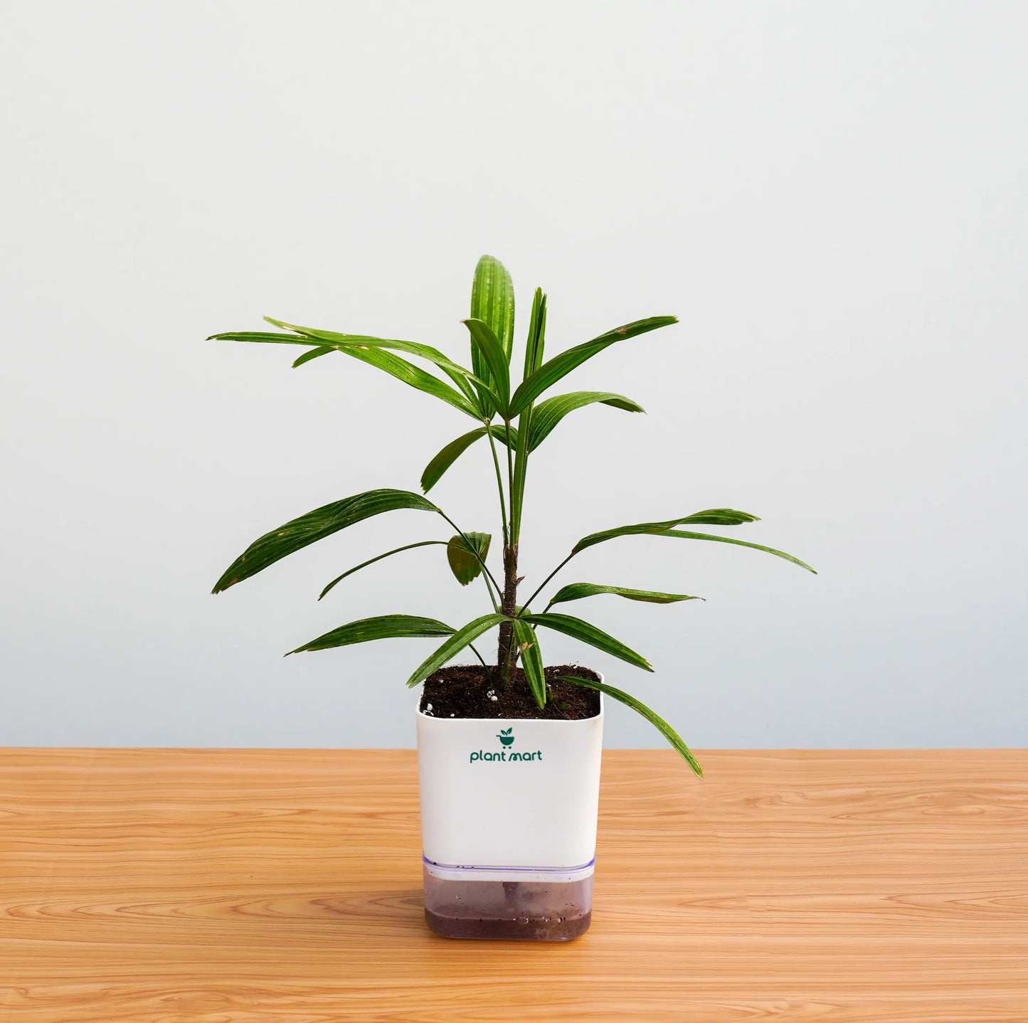 Potted plant on a wooden surface with a light gray background