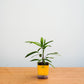Small potted plant with a yellow pot on a wooden surface against a light gray background