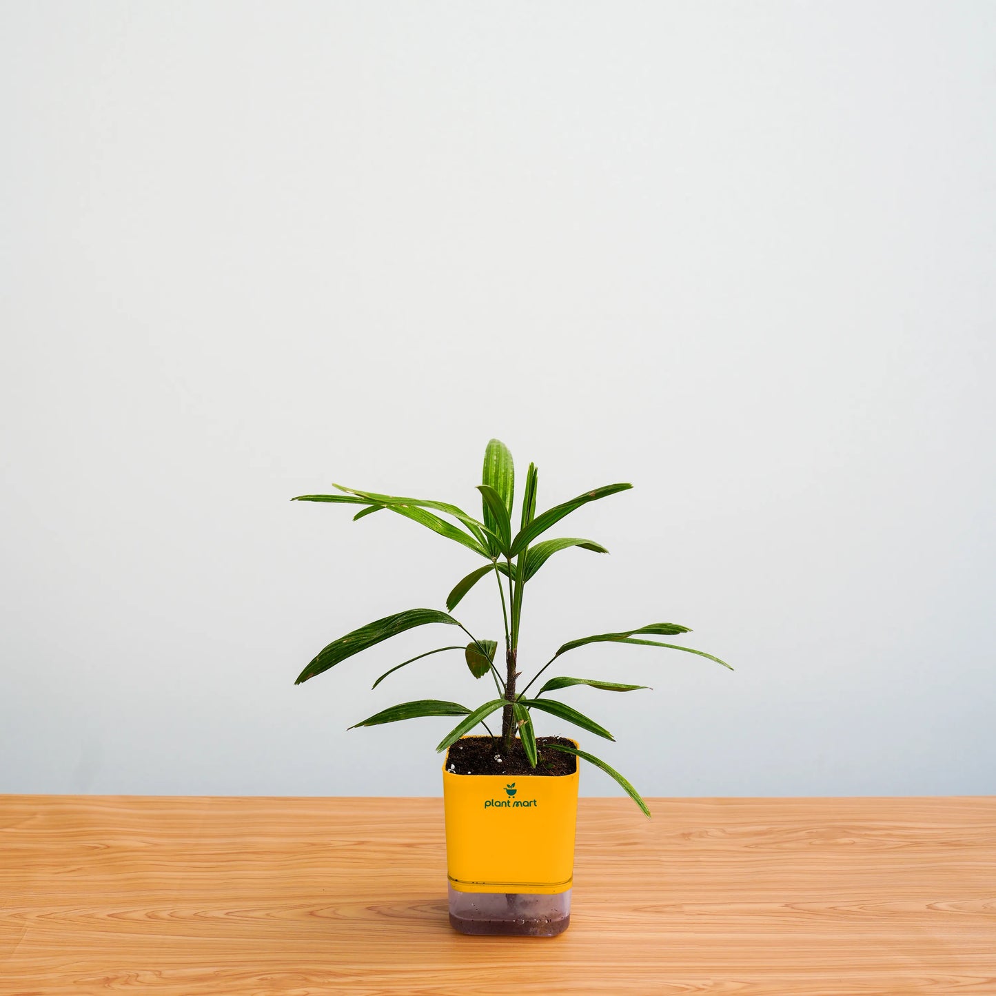 Small potted plant with a yellow pot on a wooden surface against a light gray background