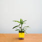 Small potted plant with a yellow pot on a wooden surface against a light gray background